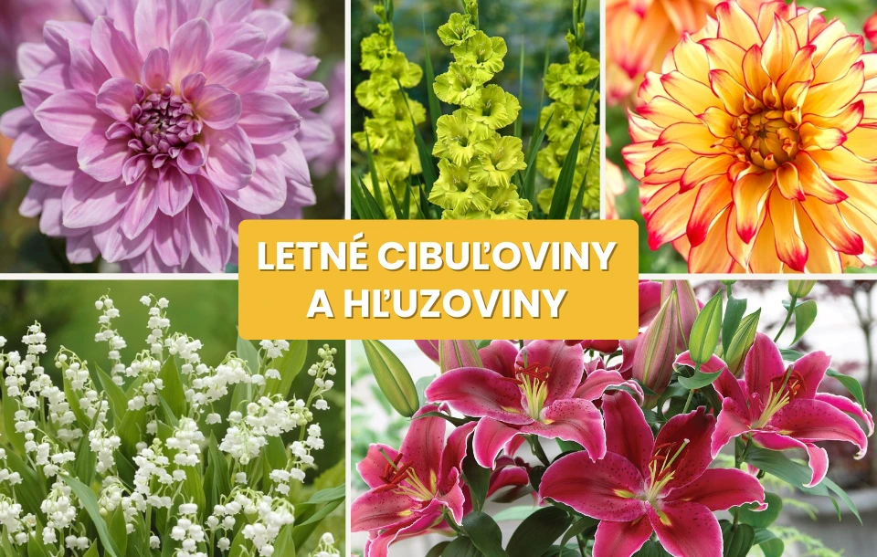 Letné cibuľoviny a hľuzoviny