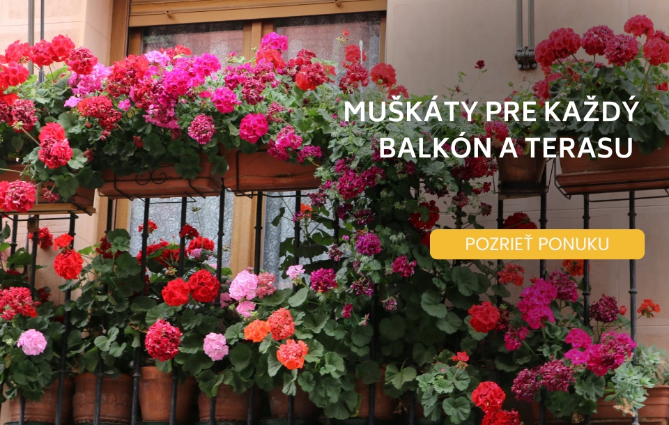 muškáty