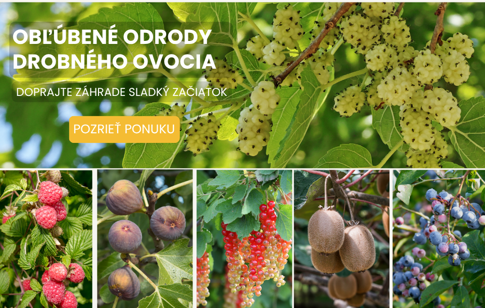 Izbové rastliny baner