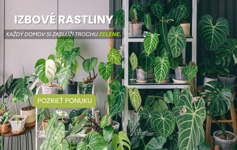 Izbové rastliny baner