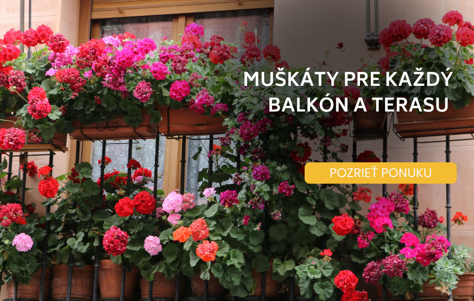 muškáty