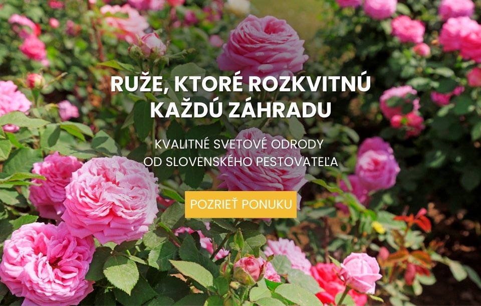 Ruže, kríkové, stromčekové, popínavé, slovenský pestovateľ