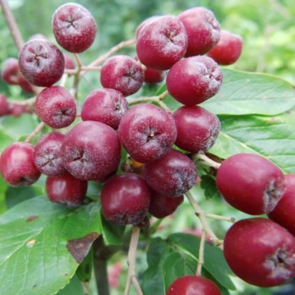 Plantex Drobne ovocie aronie Jarabino aronia burka