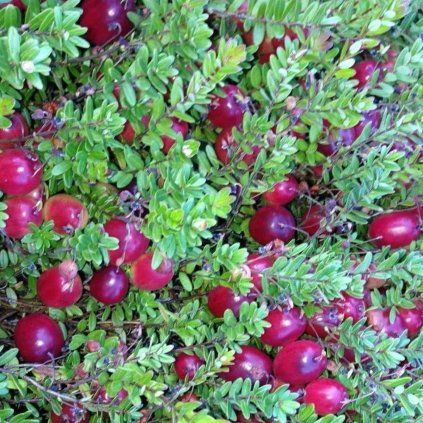 Klukva velkoploda Cranberry