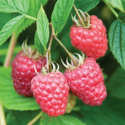 Raspberry Nootka