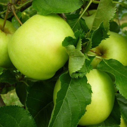 JABLOŇ ORION - PODPNÍK M9