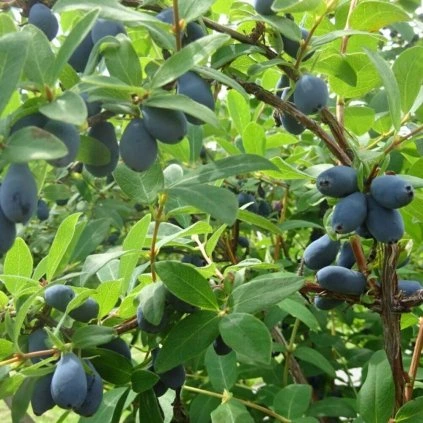 16728 zemolez kamcatsky jugana