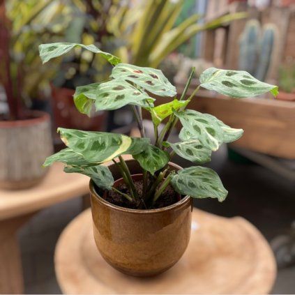 328868957 546655287567213 5844414560110748321 n (1)