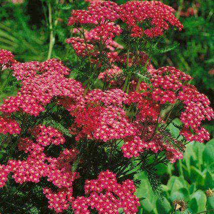 achillearubra1