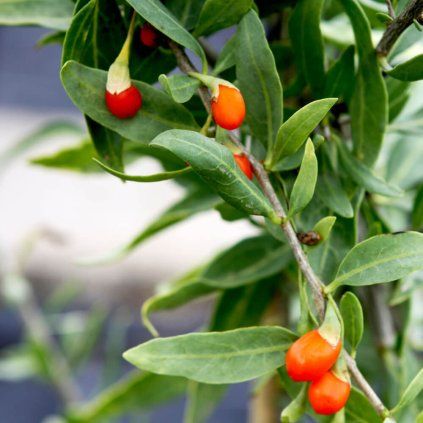 Drobné ovocie, goji - Goji Sweet Success
