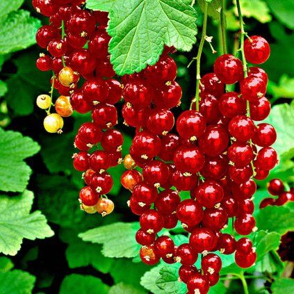 Ribezla Jonkheer Van Tets