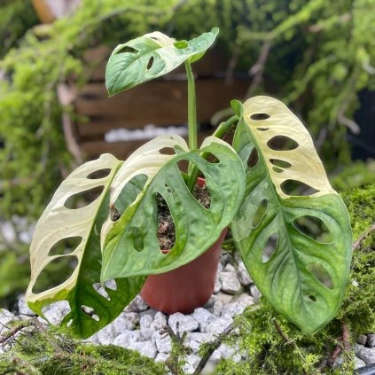 357134378 988939182348165 6436334387863727784 n (1) PhotoRoom