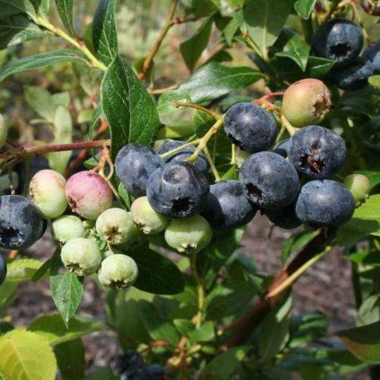 Heidelbeere Blue Dessert 4