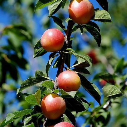 JAPONSKÁ SLIVKA SORRISO DI PRIMAVERA - PODPNÍK MYROBALÁN 29C