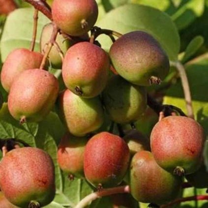 actinidia arguta geneva mini kiwi femelle kiwai rustique Photoroom