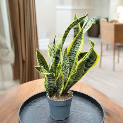 472923780 1660060578249217 1705240325268916923 n Photoroom (2)