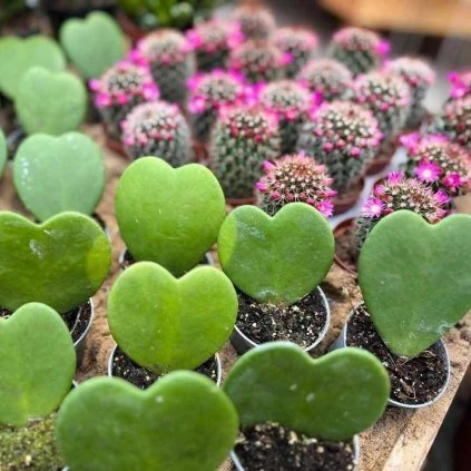 476321092 1189250649427436 2086313522596113371 n