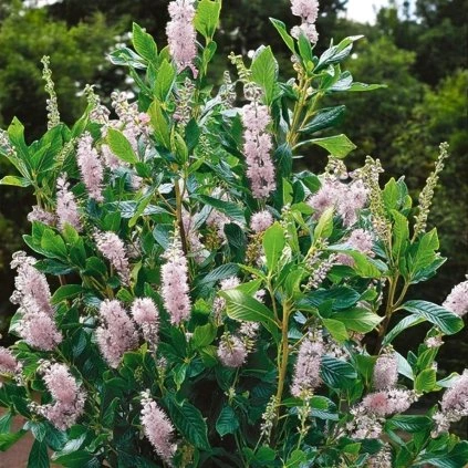 CLETHRA ALNIFOLIA PINK SPIRE kont 5 50 60 Photoroom Photoroom