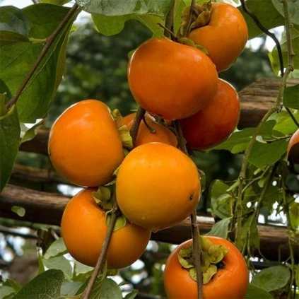 HURMI KAKI - TONE WASE (EBENOVNÍK RAJČIAKOVÝ) - KONTAJNER