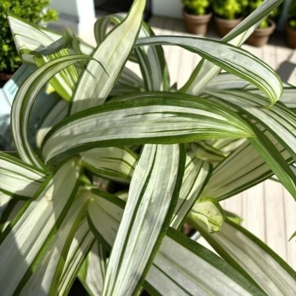 image Photoroom 2025 04 16T153213.878