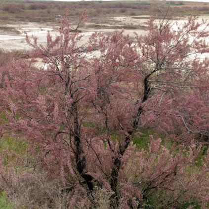 transparent Photoroom (20)