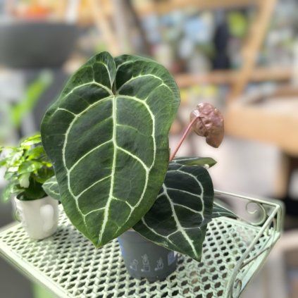 87141ca9 c901 458c 9b24 136d9d24d675 Photoroom