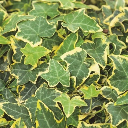 Hedera helix 'Goldchild'