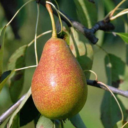 HRUŠKA GUTE LUISE - PODPNÍK DULA ELINE