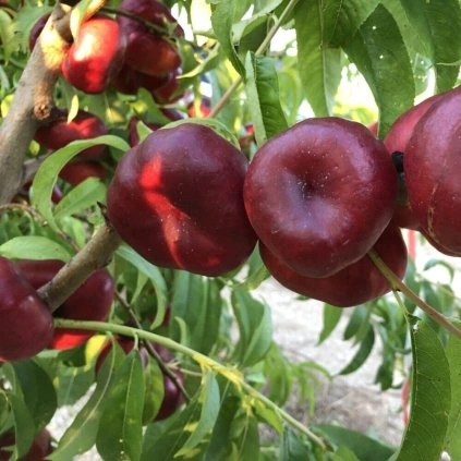 NEKTARINKA CONCETTINA - PODPNÍK ADESOTO