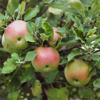 Holsteiner Cox Esselborn