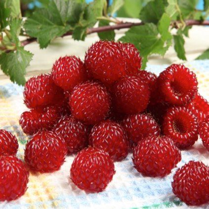 MALINOVÝ MEDVEĎ - MALINA HARARASP RASPBEARY