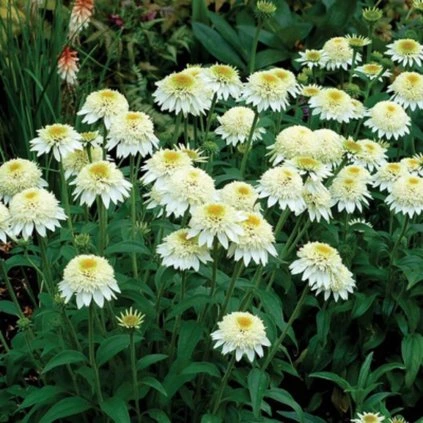 ECHINACEA PURPUROVÁ - WHITE DOUBLE DELIGHT