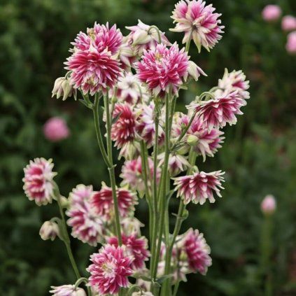 image Photoroom 2025 04 11T140113.870