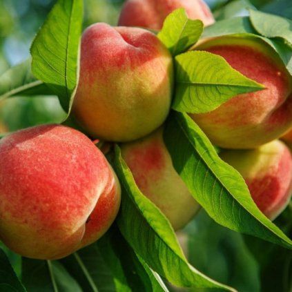 BROSKYŇA BENEDICTE® - PODPNÍK ADESOTO