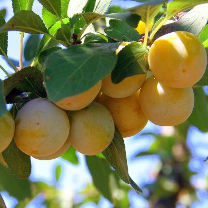 mirabelle von nancy doppelte mirabelle m000546 h 0