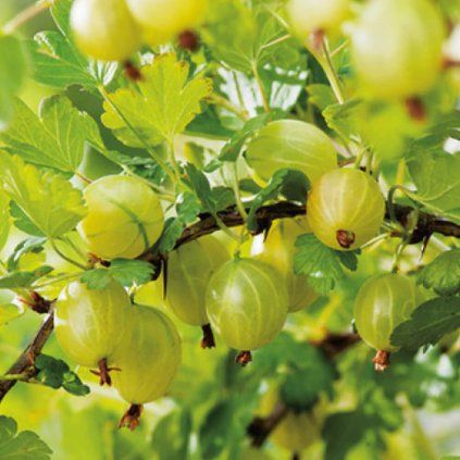Drobné ovocie, egreše - Egreš Hinnonmaki Gelb ker