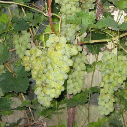 Vinic Panonia Kincse