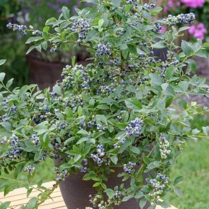 Drobné ovocie, čučoriedky - Čučoriedka Little Blue Wonder do črepníka