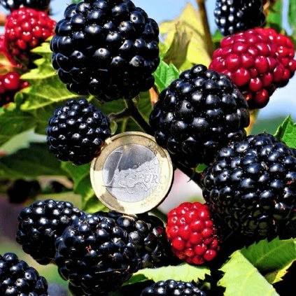 Drobné ovocie - Černica Asterina ker