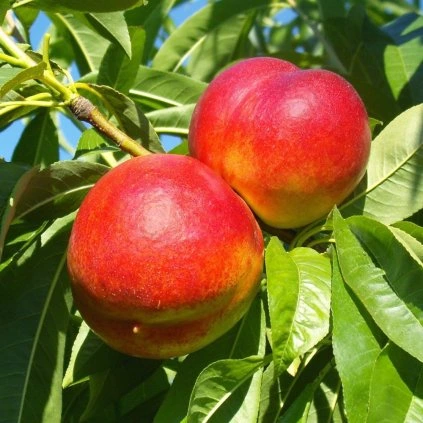 Nektarinka Stark Red Gold