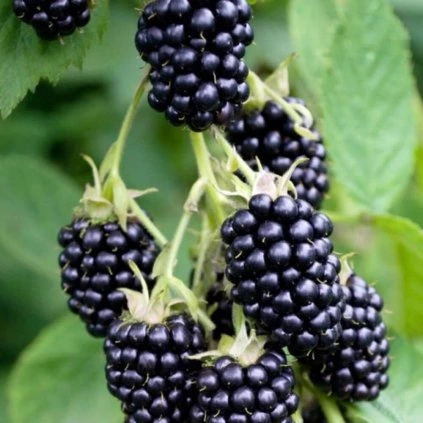 Drobné ovocie - Černica Loch ness ker