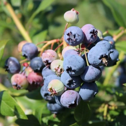 Drobné ovocie,  čučoriedky - Čučoriedka Bluecorp