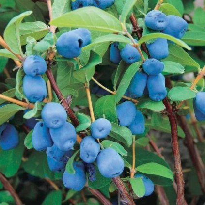 8189 zemolez kamcatsky borealis