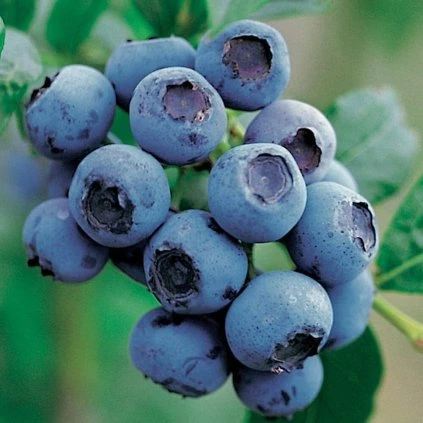 Drobné ovocie, čučoriedky - Čučoriedka Goldtraube