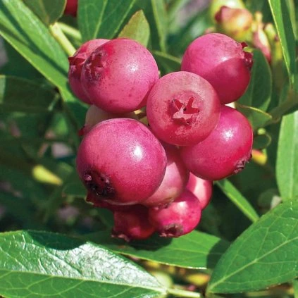 Drobné ovocie, čučoriedky - Čučoriedka Pink Lemonade